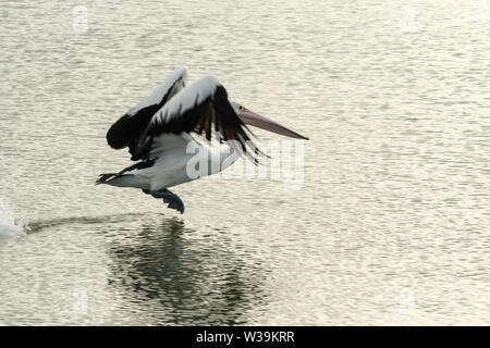 Pelican Pelecanus conspicillatus tenendo fuori dall'acqua. Foto Stock