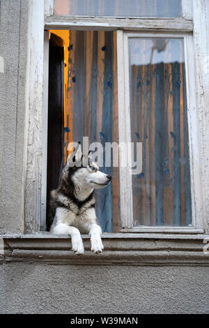 Siberian Husky cane con occhi blu si siede nella finestra e attende il proprietario, close up Foto Stock