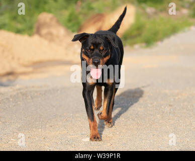 Rottweiler camminando sulla strada di ghiaia con la lingua di fuori in estate Foto Stock