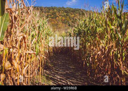 Strada nel mezzo di un campo di canna da zucchero su una giornata di sole con una montagna sul retro Foto Stock