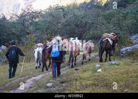 Muli e cavalli e un asino come mezzo di trasporto. Essi vengono utilizzati prevalentemente per il trasporto di ogni giorno cose necessarie nella regione di montagna. Foto Stock