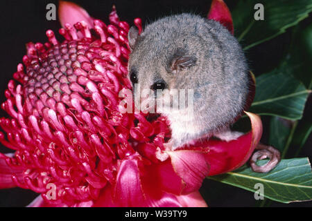 Orientale Possum pigmeo Foto Stock