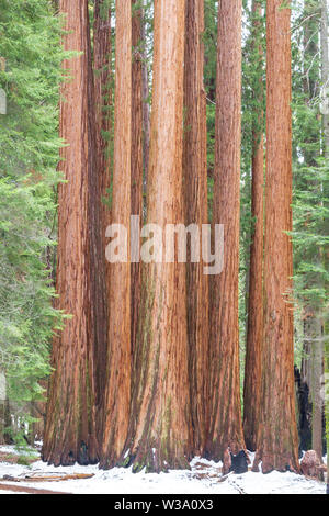 Gruppo di sequoie giganti in una foresta di redwood, Sequoia National Park, Stati Uniti Foto Stock