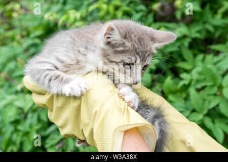 Un veterinario tiene un gattino nelle sue mani vestito in giallo i guanti. Foto Stock