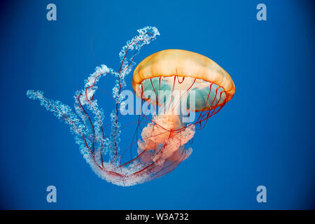 Tartaruga marina del Pacifico colorata (Chrysaora fusescens), o ortica di mare della costa occidentale, una medusa planctonica comune, che si muove nell'acquario. Foto Stock