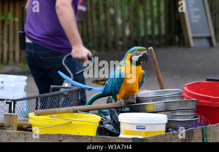 Un blu e giallo macaw pappagallo di agganciare un giro con un guardiano Birdland Parco e Giardini in Bourton-on-the-acqua, Gloucestershire, Regno Unito Foto Stock