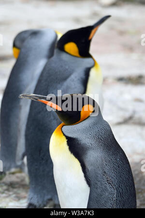 Re pinguini nel contenitore dei pinguini Birdland Parco e Giardini in Bourton-on-the-acqua, Gloucestershire, Regno Unito Foto Stock