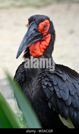 Per adulti di massa meridionale Hornbill Birdland Parco e Giardini in Bourton-on-the-acqua, Gloucestershire, Regno Unito Foto Stock