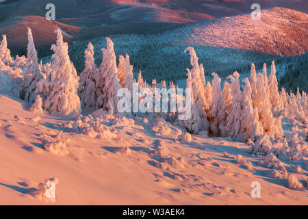 Fantastico paesaggio invernale in montagne innevate che illuminano dalla luce del sole. Spettacolare scena vinicola con alberi innevati. Concetto di festa di Natale. Jeseniky mountai Foto Stock