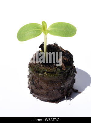 Sonnenblume,, Helianthus annuus, Keimling Foto Stock