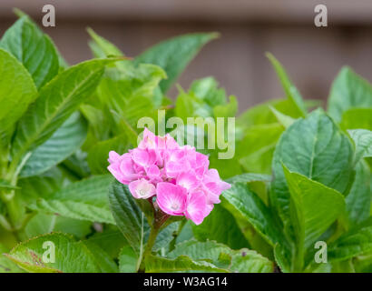 In prossimità della testa di fiori di un rosa Ortensie Foto Stock