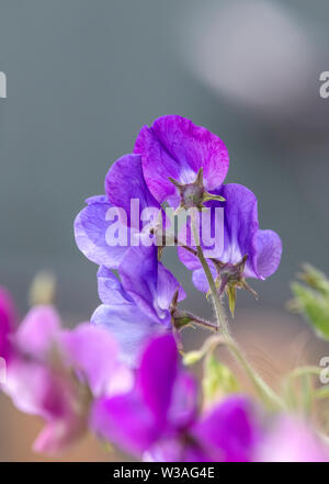 Cresciuto in una varietà di colori e con un magnifico profumo, piselli dolci sono sempre una scelta popolare per il tradizionale English Garden cottage Foto Stock