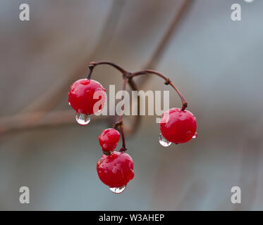 Close-up di rosso bacche mature di pallon di maggio su un ramo in gocce di pioggia nel giardino. Autunno viburno bacca-rose. Foto Stock