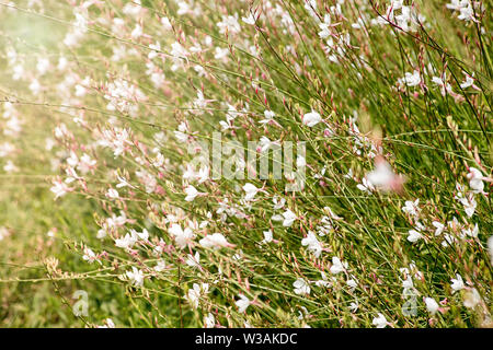 Pretty pink Gaura fiori che sbocciano in estate, un famoso giardino perenne con un lungo periodo di fioritura e il dolce a forma di stella fiori Foto Stock