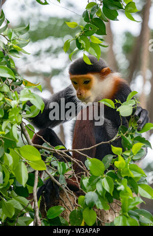 Comportamento di red shanked Douc Langur (Pygathrix nemaeus) Foto Stock