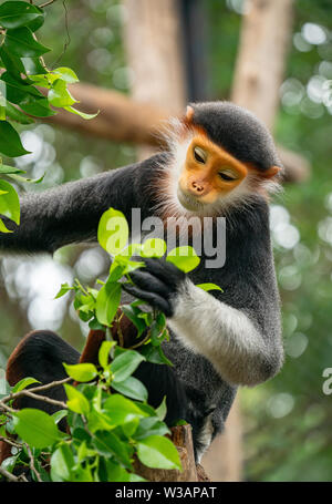 Comportamento di red shanked Douc Langur (Pygathrix nemaeus) Foto Stock