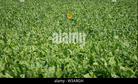 14 luglio 2019, Assia, Frankfurt/Main: un unico bagliori di semi di girasole da una barbabietola da zucchero campo sul bordo del quartiere Bergen-Enkheim. Foto: Frank Rumpenhorst/dpa Foto Stock