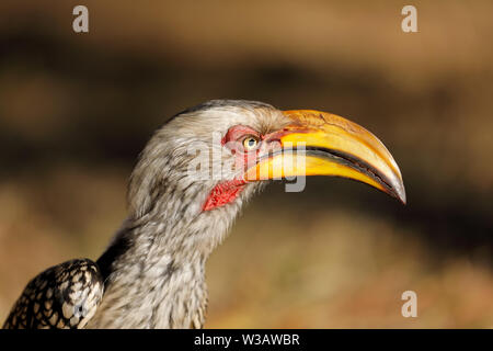 Ritratto di un giallo-fatturati hornbill (Tockus flavirostris), Kruger National Park, Sud Africa Foto Stock