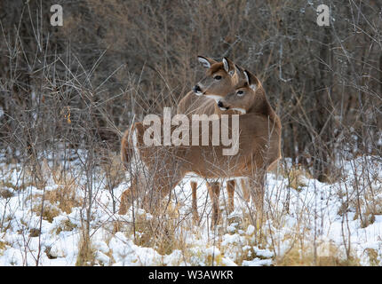 Due femmina bianco-tailed deer in piedi in un autunno nevoso prato coperto in Canada Foto Stock