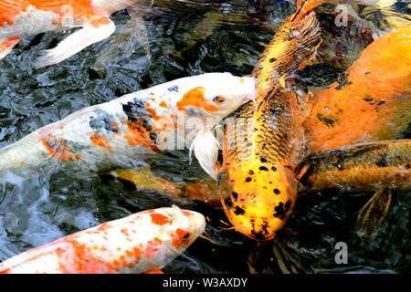 Close up giapponese di pesci Koi Foto Stock