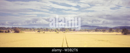 Coperto all'aperto panorama di fresco verde e giallo crescente campo di grano con la traccia del trattore o ruota di veicolo mark, nella zona di campagna aga Foto Stock