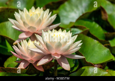 Bella rosa tenue e crema acqua giglio fiori in piena fioritura circondato da lily pad di foglie in pieno sole Foto Stock