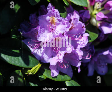 Close up rosebay Catawba (Rhododendron catawbiense) fiore che sboccia Foto Stock