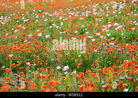 I campi di fiori selvatici, Germerode, Werra-Meissner distretto, Hesse, Germania Foto Stock