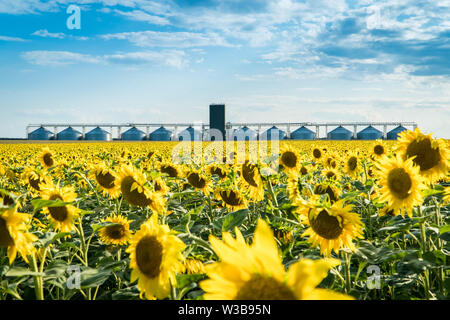 Fioritura del campo di girasole con un raccolto la memorizzazione di ascensore su uno sfondo. Olio di semi di girasole la produzione e il concetto di esportazione Foto Stock