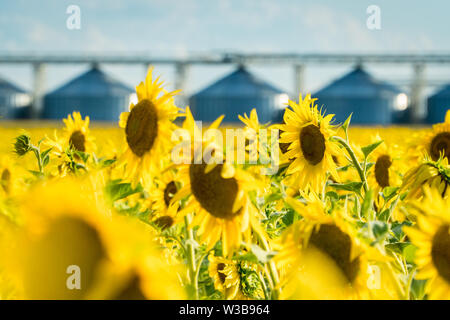 Fioritura del campo di girasole con un raccolto la memorizzazione di ascensore su uno sfondo. Olio di semi di girasole la produzione e il concetto di esportazione Foto Stock