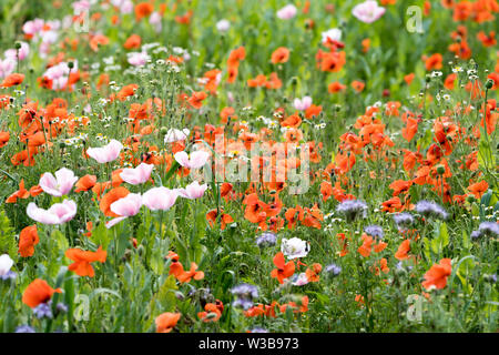 I campi di fiori selvatici, Germerode, Werra-Meissner distretto, Hesse, Germania Foto Stock