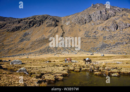 Trekking a cavallo attraverso la Cordillera Real mountain range, Bolivia Foto Stock