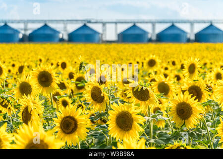 Fioritura del campo di girasole con un raccolto la memorizzazione di ascensore su uno sfondo. Olio di semi di girasole il concetto di produzione Foto Stock