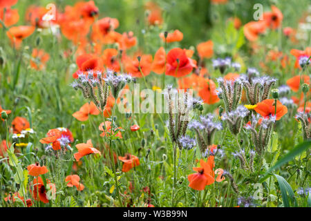 I campi di fiori selvatici, Germerode, Werra-Meissner distretto, Hesse, Germania Foto Stock