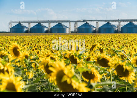 Fioritura del campo di girasole con un raccolto la memorizzazione di ascensore su uno sfondo. Olio di semi di girasole il concetto di produzione Foto Stock