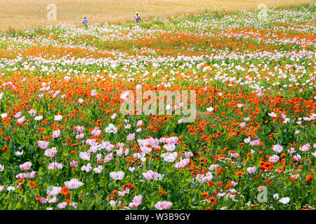 Di papavero da oppio e papavero rosso campo, Germerode, Werra-Meissner distretto, Hesse, Germania Foto Stock