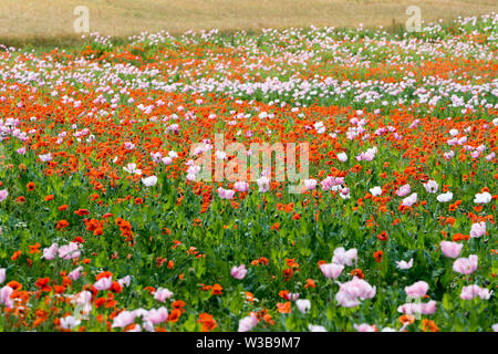 Di papavero da oppio e papavero rosso campo, Germerode, Werra-Meissner distretto, Hesse, Germania Foto Stock