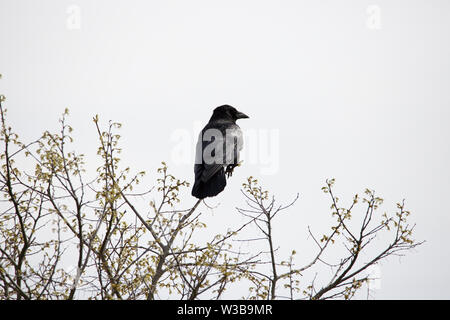 Corvo Imperiale (Corvus corax) seduto in una struttura ad albero Foto Stock