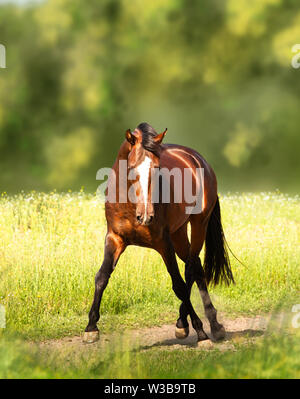 Bay Akhal-Teke cavalli sul background del campo Foto Stock