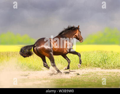 Bay Akhal-Teke cavalli sul background del campo Foto Stock