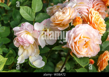 Fioritura giallo arancione rose nel giardino in una giornata di sole. Charles Austin' Rose Foto Stock