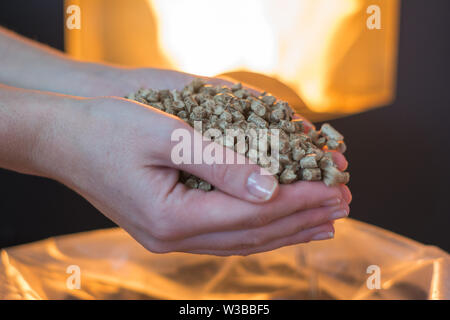 Cumulo di legno naturale pellet per riscaldamento in le mani delle donne. Eco concetto energetico, bio-carburante Foto Stock