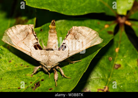 Avvistato Apatelodes (Apatelodes torrefacta) Foto Stock