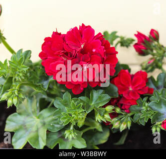 Close up di rosso dei gerani (Pelargonium x hortorum) nel giardino blooming Foto Stock