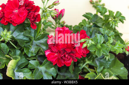 Close up di rosso dei gerani (Pelargonium x hortorum) nel giardino blooming Foto Stock