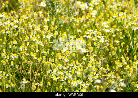 La camomilla, Matricaria chamomilla, campi di fiori selvatici, Germerode, Werra-Meissner distretto, Hesse, Germania Foto Stock