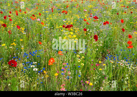 I campi di fiori selvatici, Germerode, Werra-Meissner distretto, Hesse, Germania Foto Stock