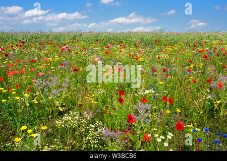 I campi di fiori selvatici, Germerode, Werra-Meissner distretto, Hesse, Germania Foto Stock