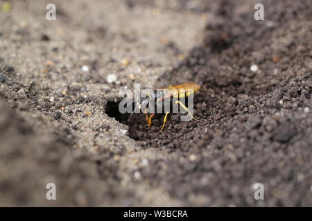 Beewolf, Philanthus triangulum, scava la sua tana Foto Stock