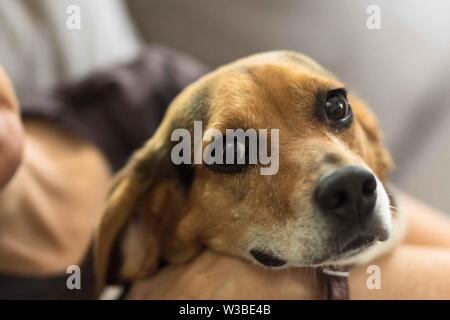 Un beagle inglese a tre colori (Canis lupus familiaris) guarda la fotocamera con occhi grandi. Foto Stock